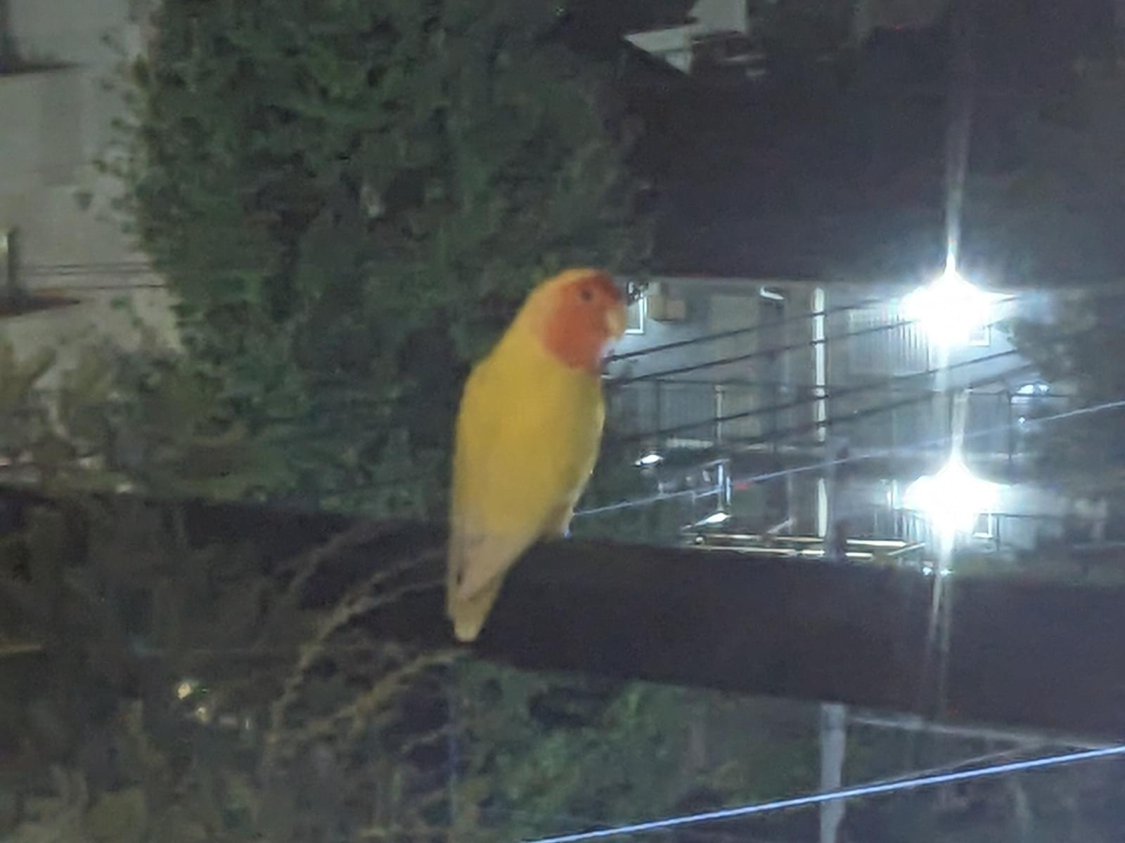 目撃された鳥