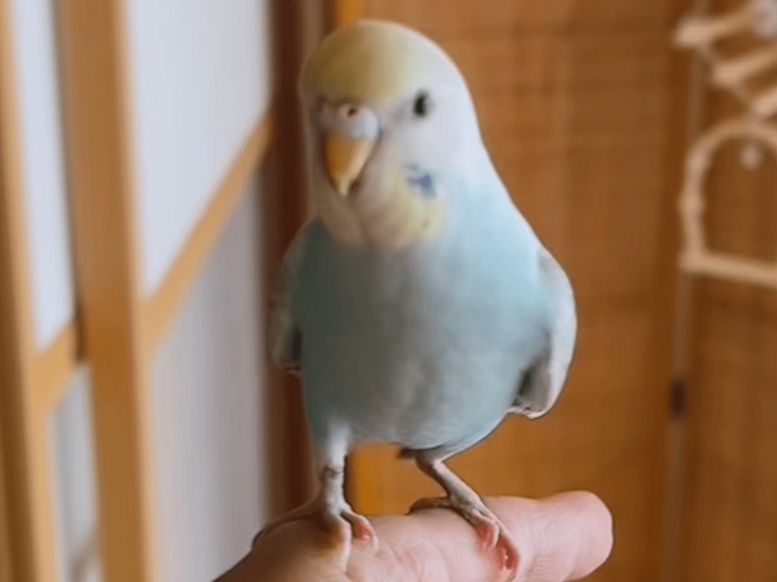 ハピちゃん