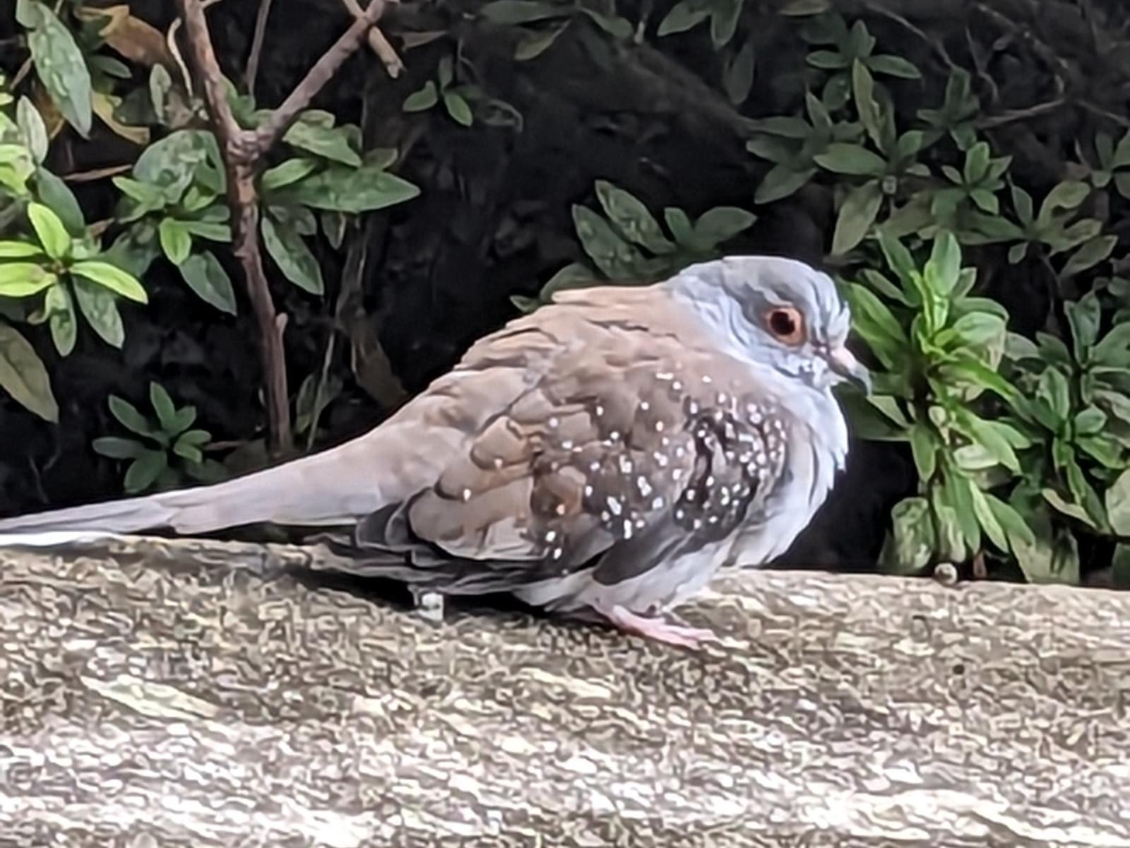 目撃された鳥 目撃された鳥
