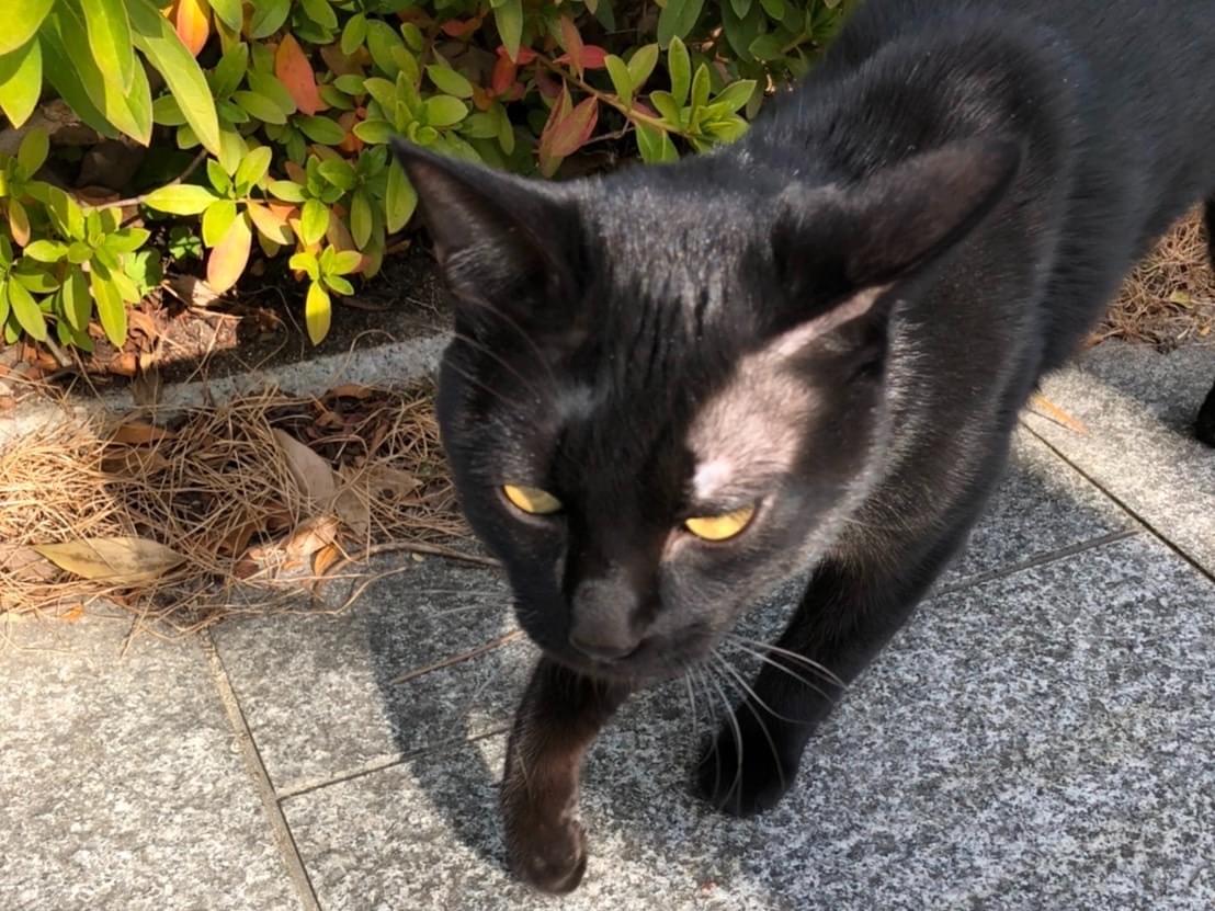 保護された猫 保護された猫