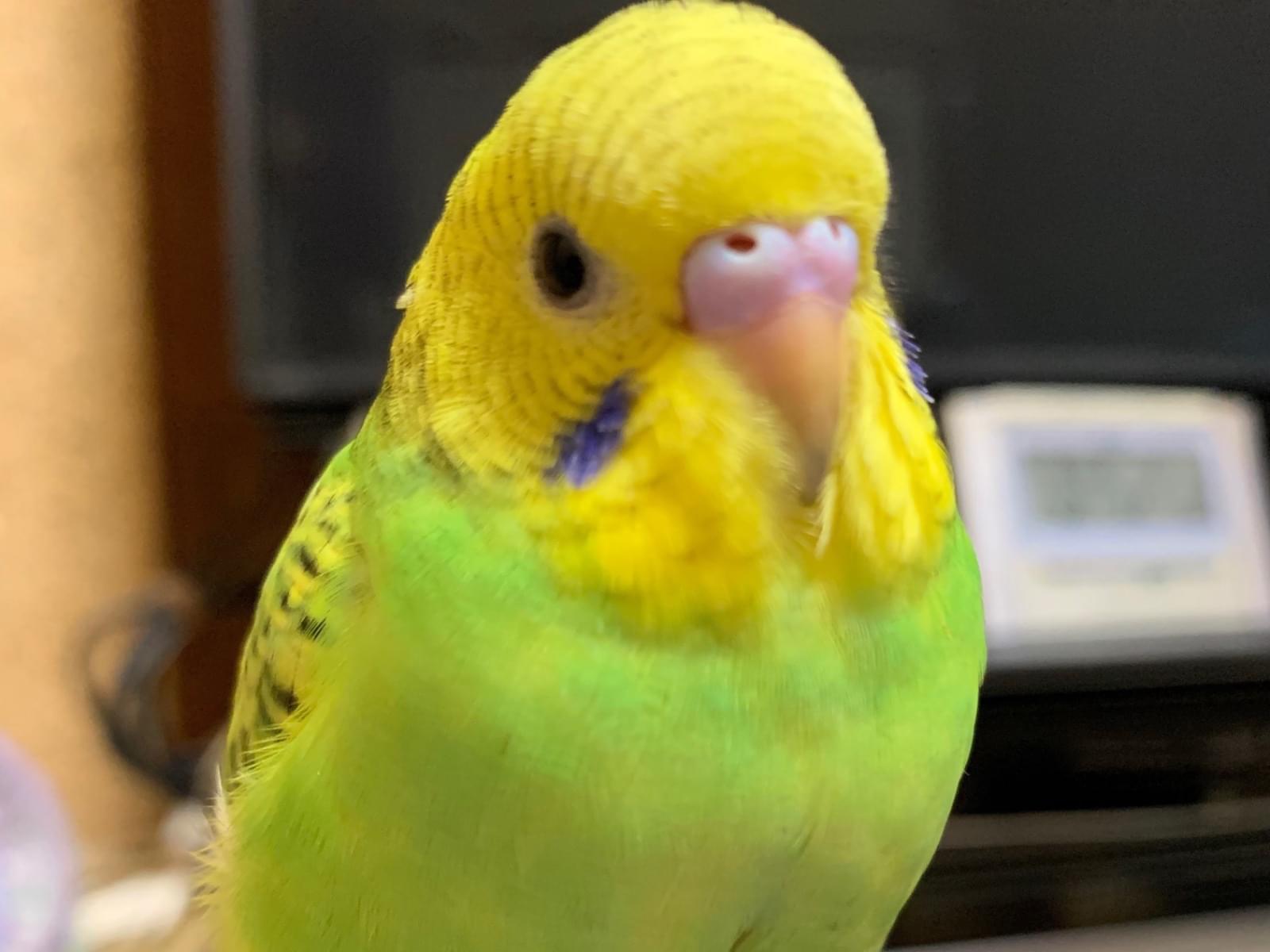 りんちゃん りんちゃん