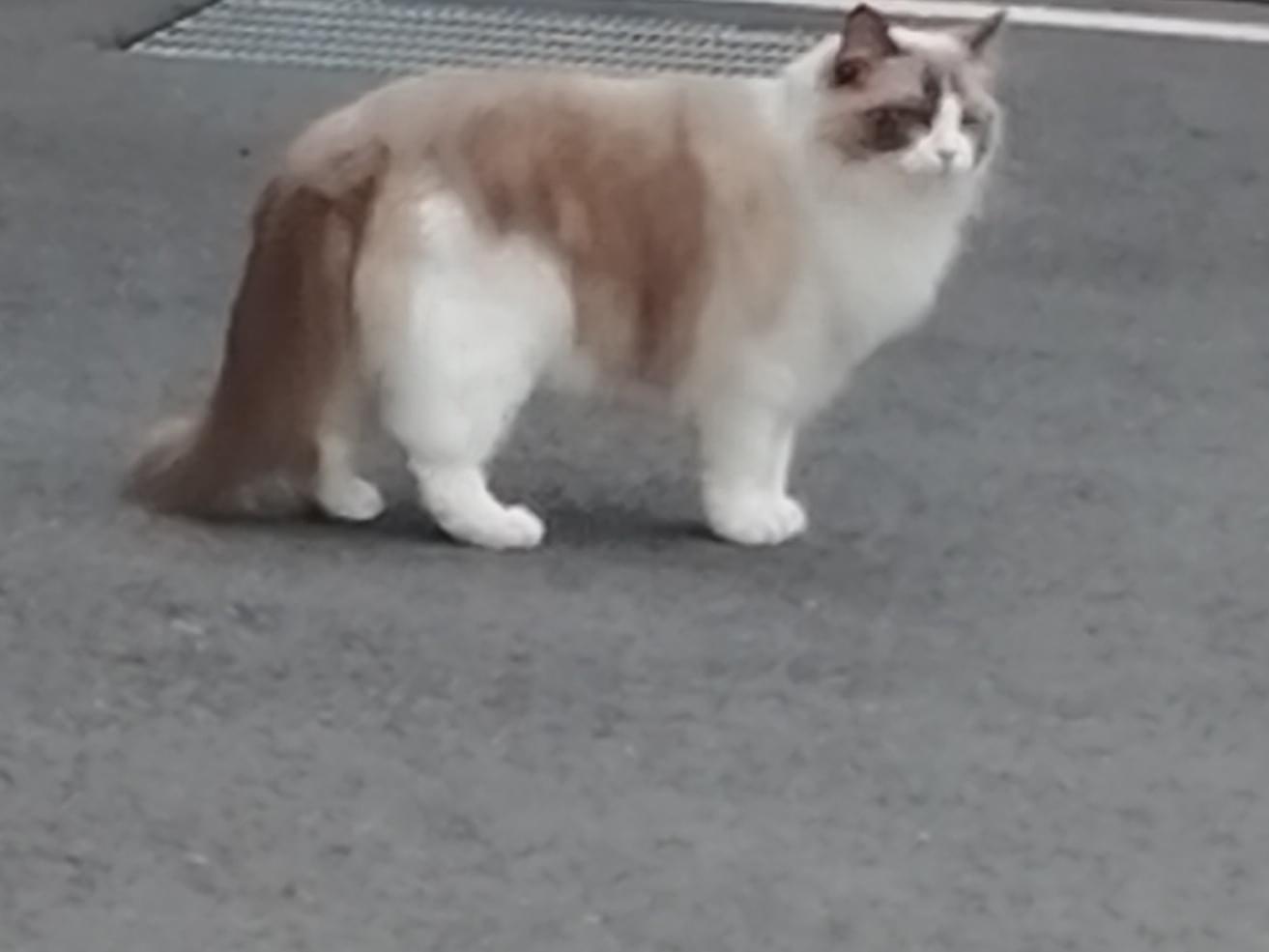 目撃された猫 目撃された猫