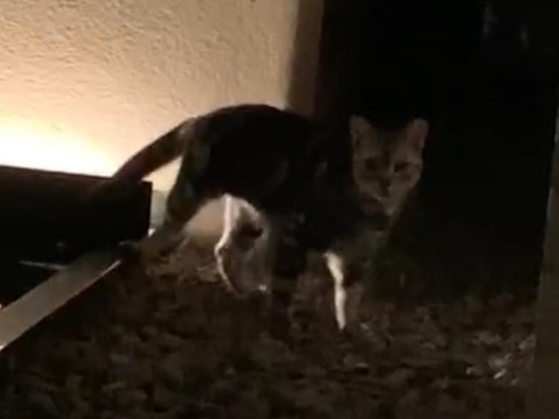 目撃された猫 目撃された猫