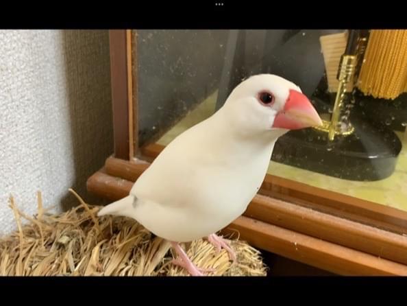 しいちゃん しいちゃん