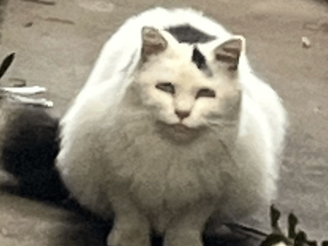 目撃された猫 目撃された猫