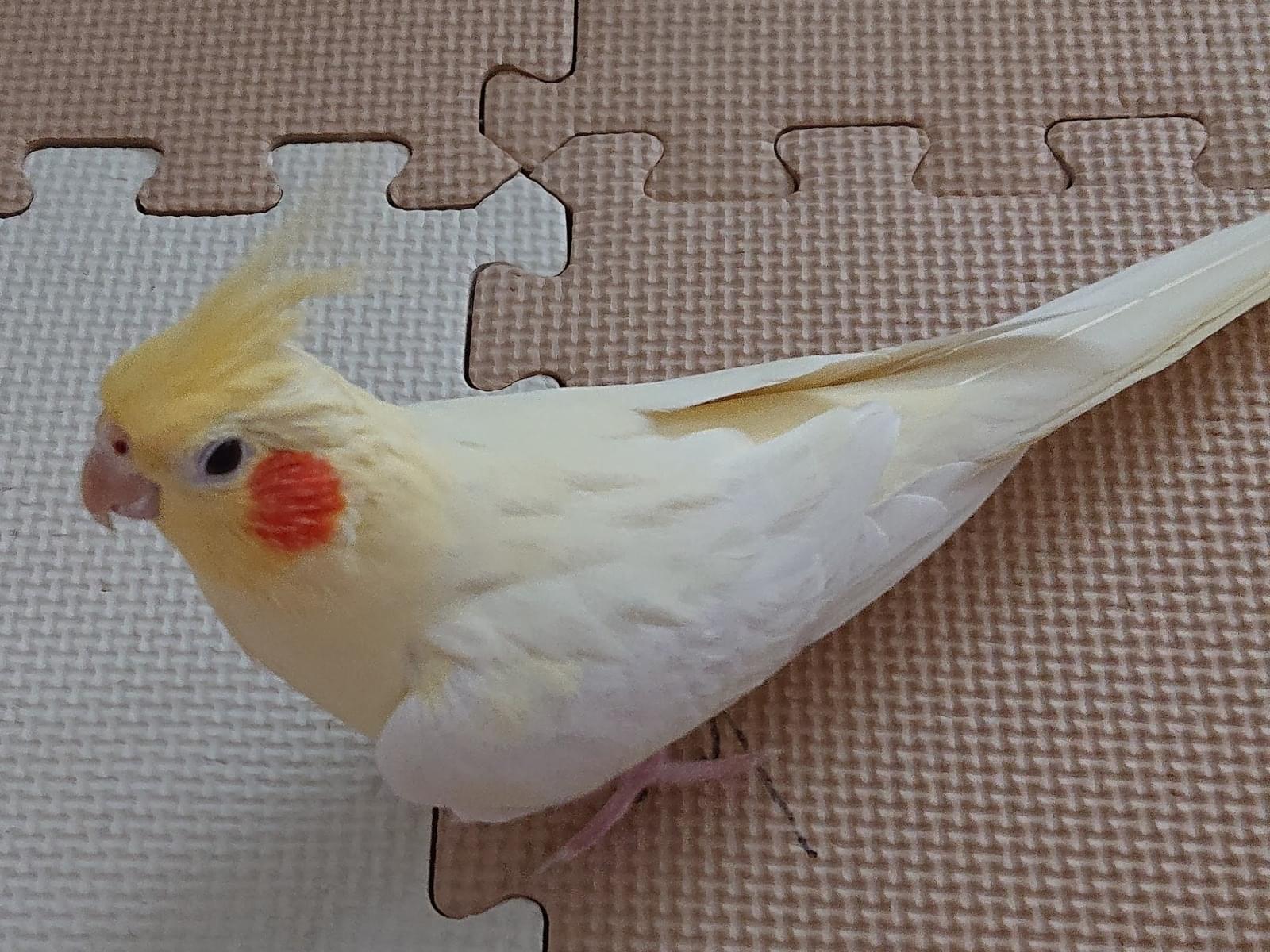 ビーちゃん ビーちゃん