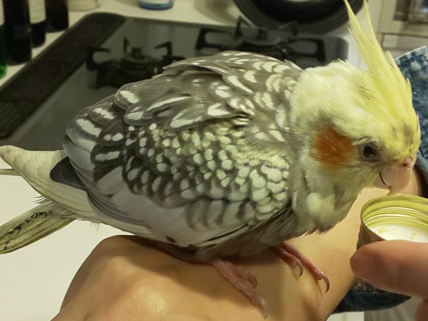 保護された鳥 保護された鳥