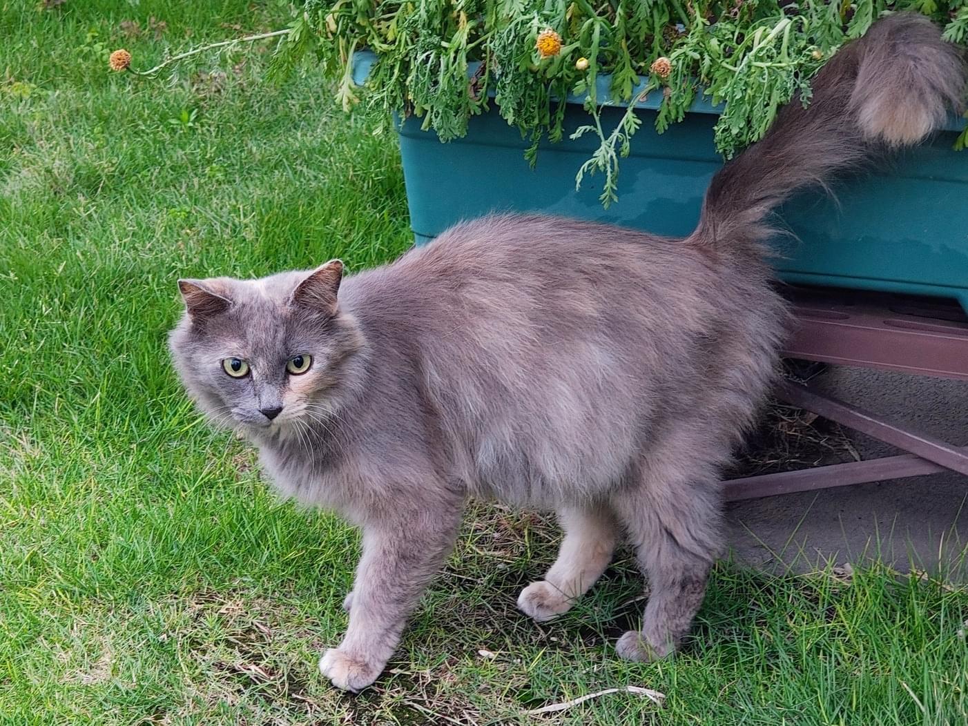 目撃された猫