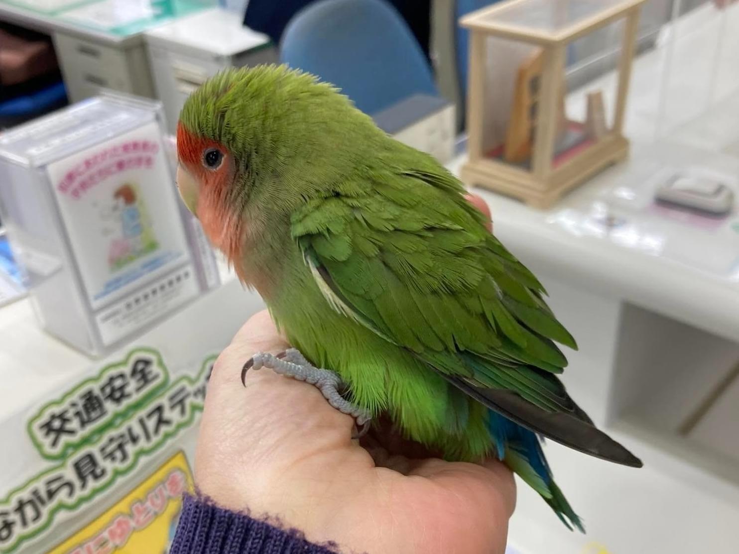保護された鳥 保護された鳥