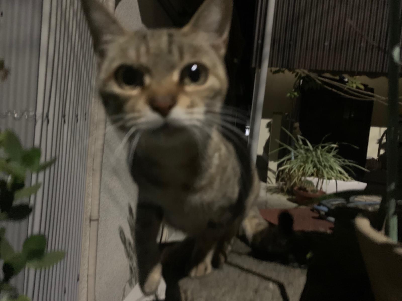目撃された猫 目撃された猫