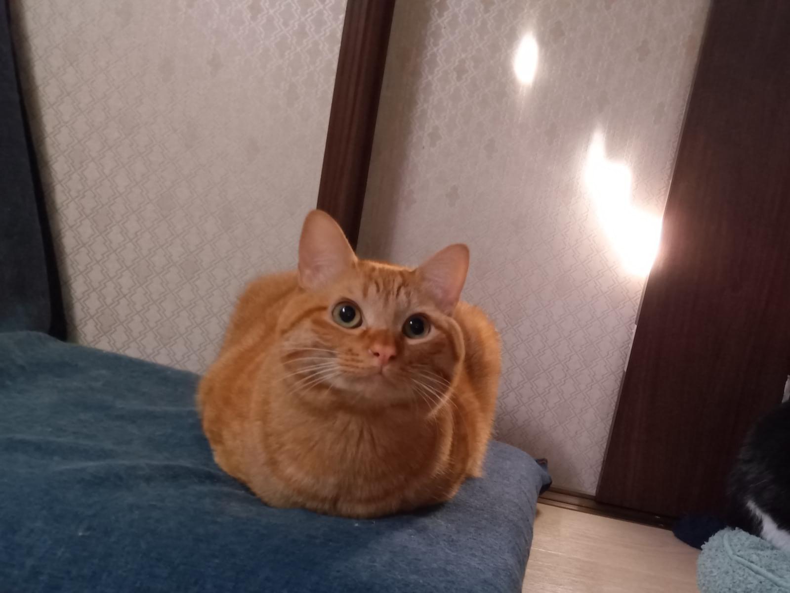 まごろくちゃん
