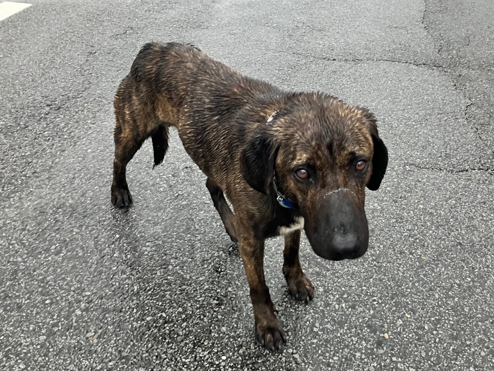 保護された犬 保護された犬
