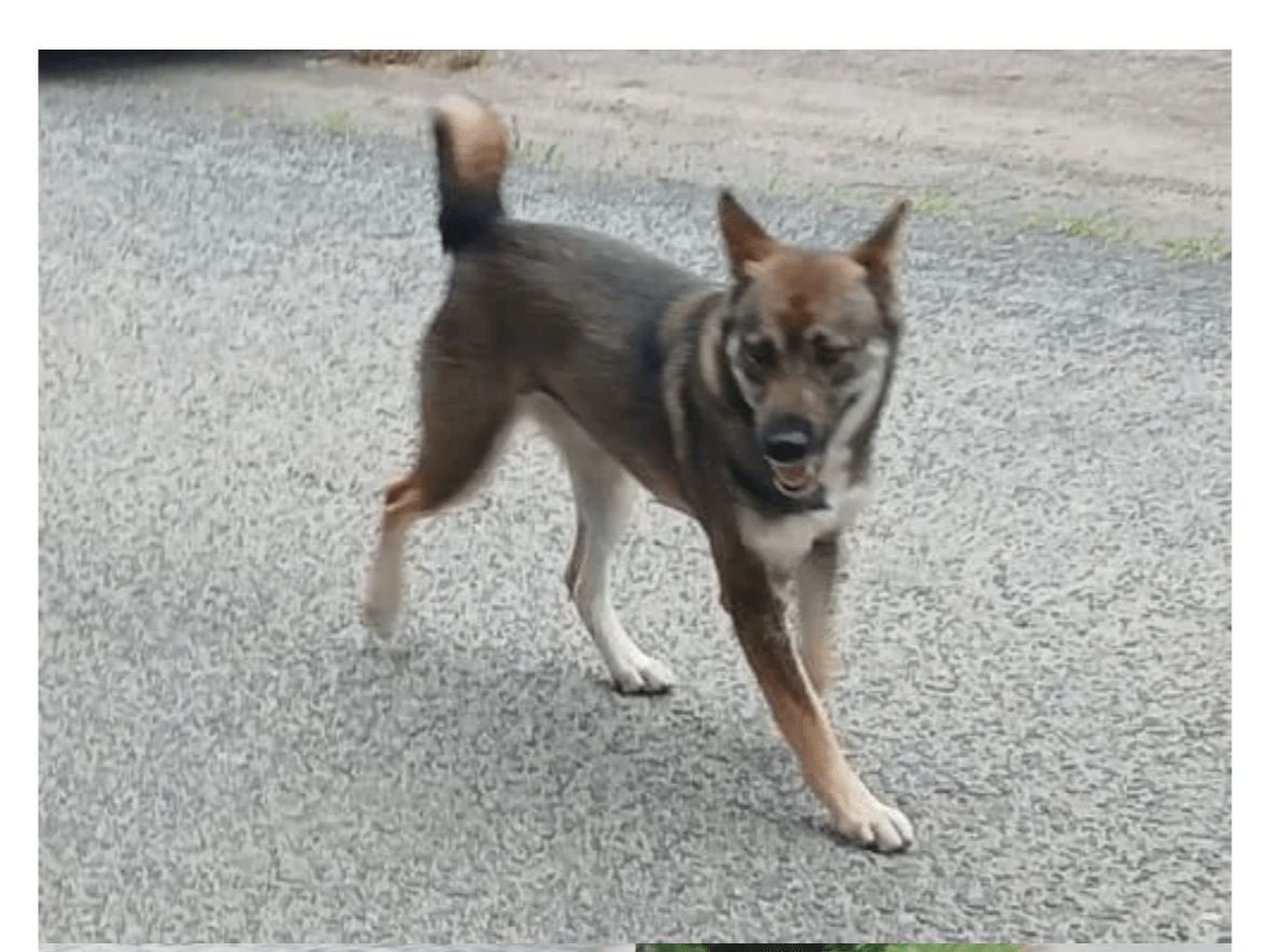 目撃された犬 目撃された犬