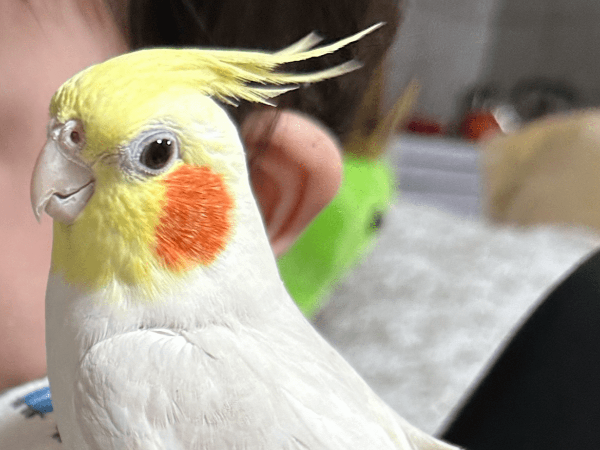 まるちゃん まるちゃん