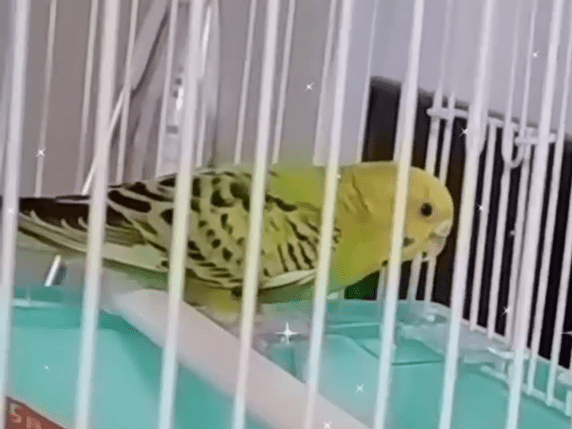 保護された鳥 保護された鳥