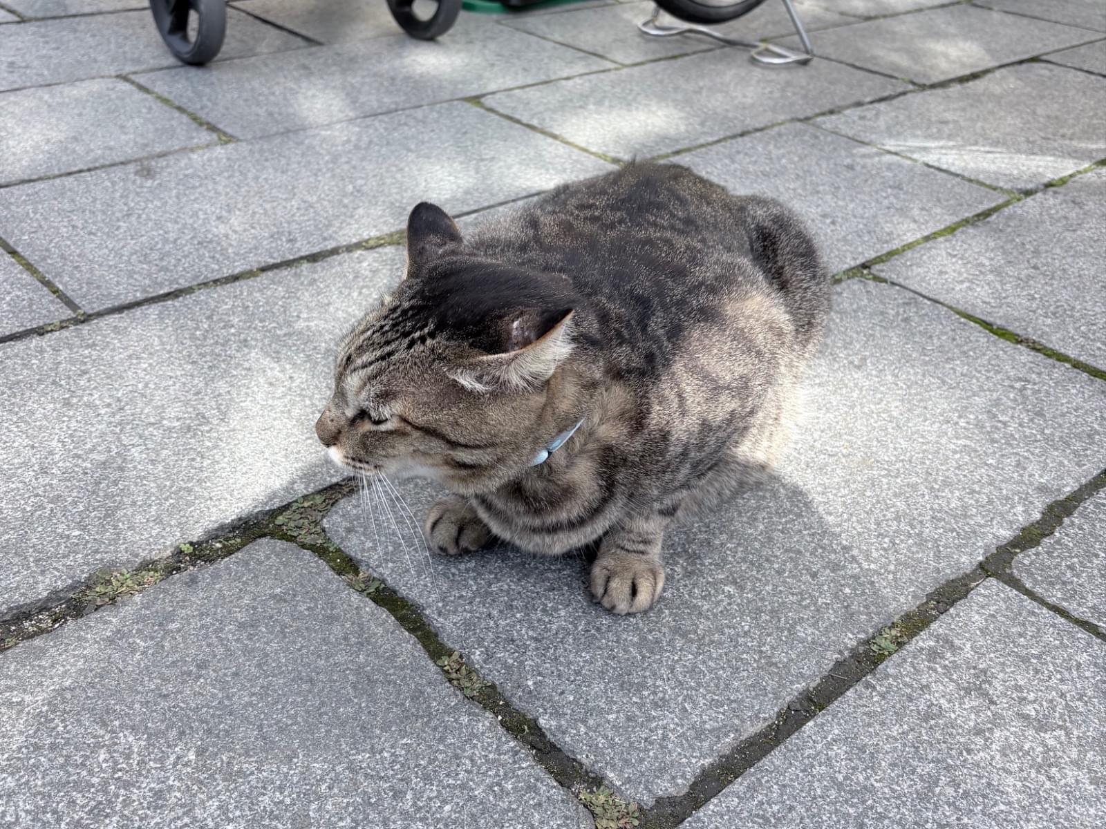 目撃された猫