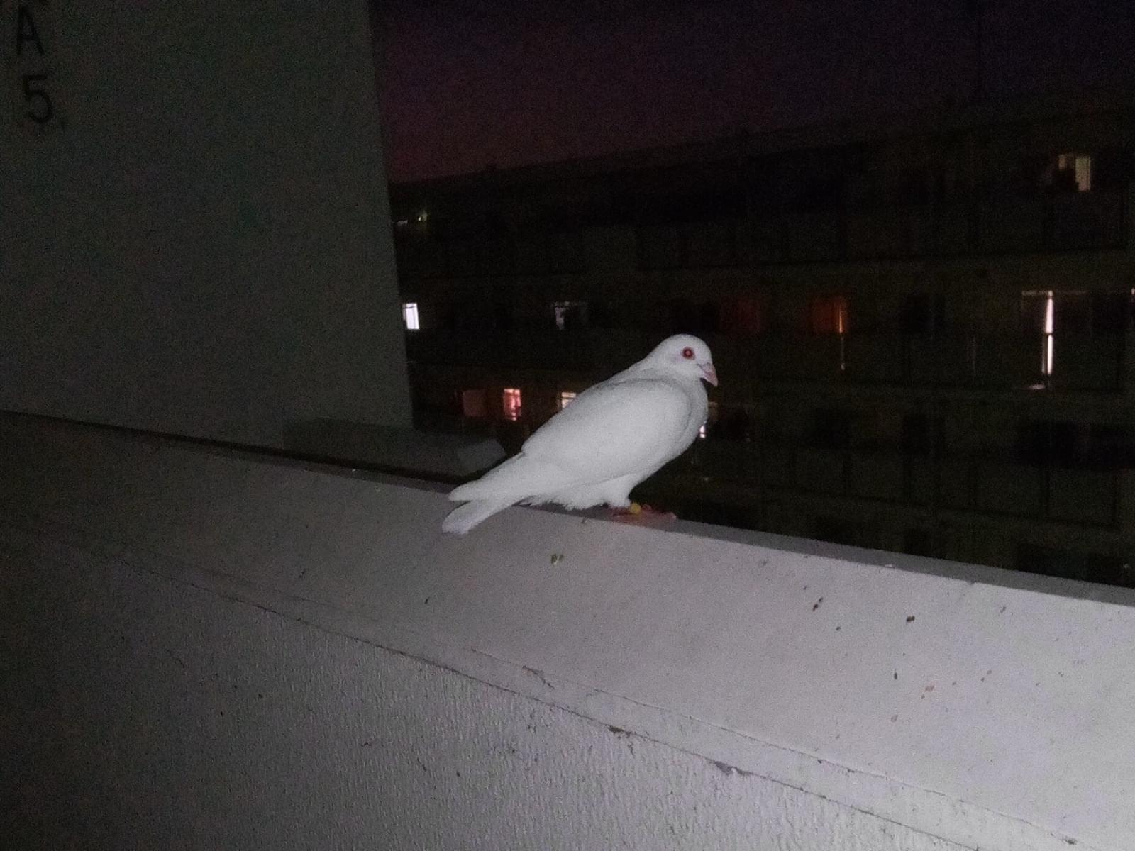目撃された鳥 目撃された鳥