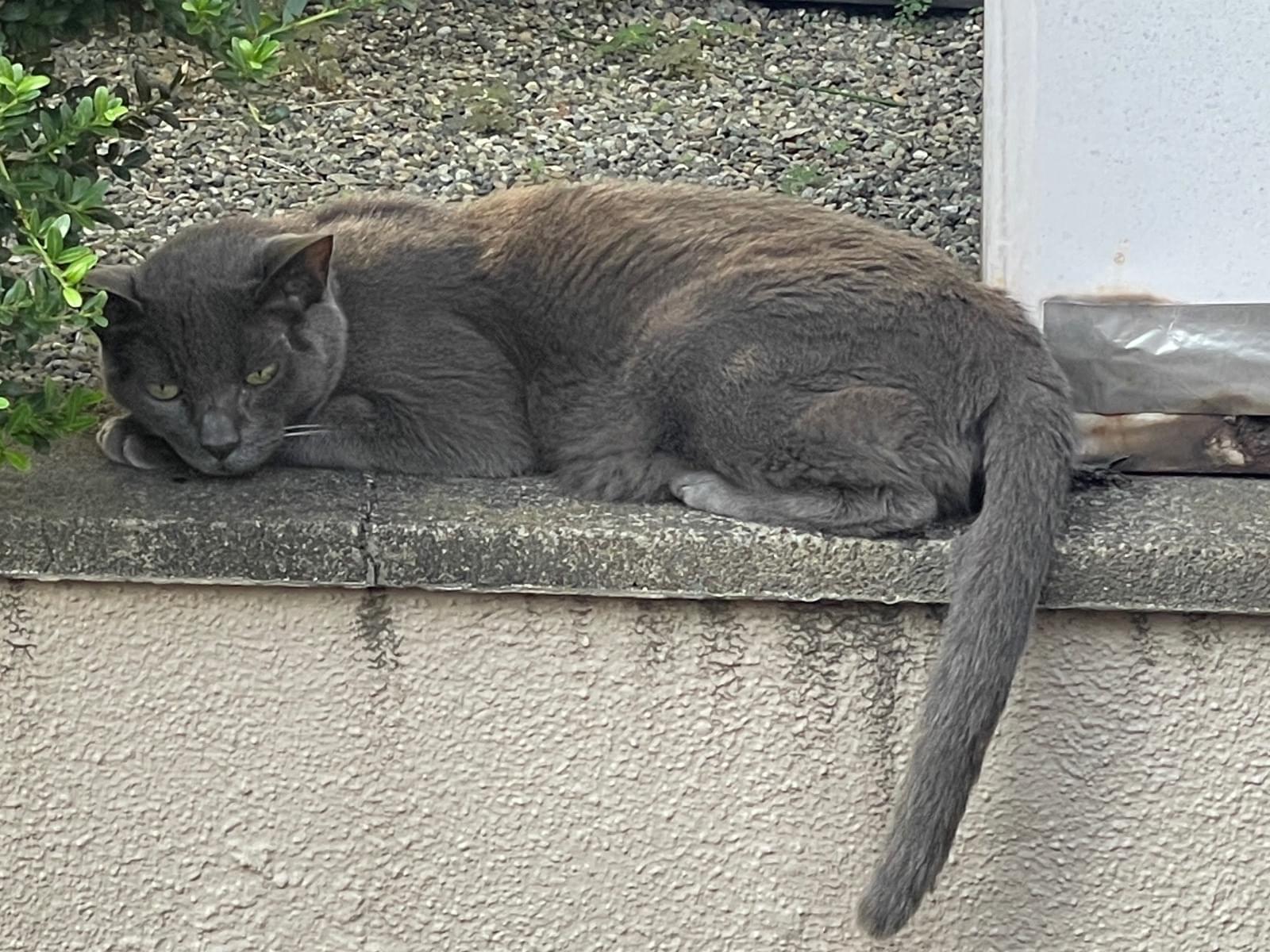 目撃された猫 目撃された猫