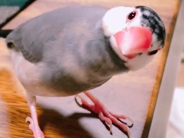 ごまちゃん ごまちゃん