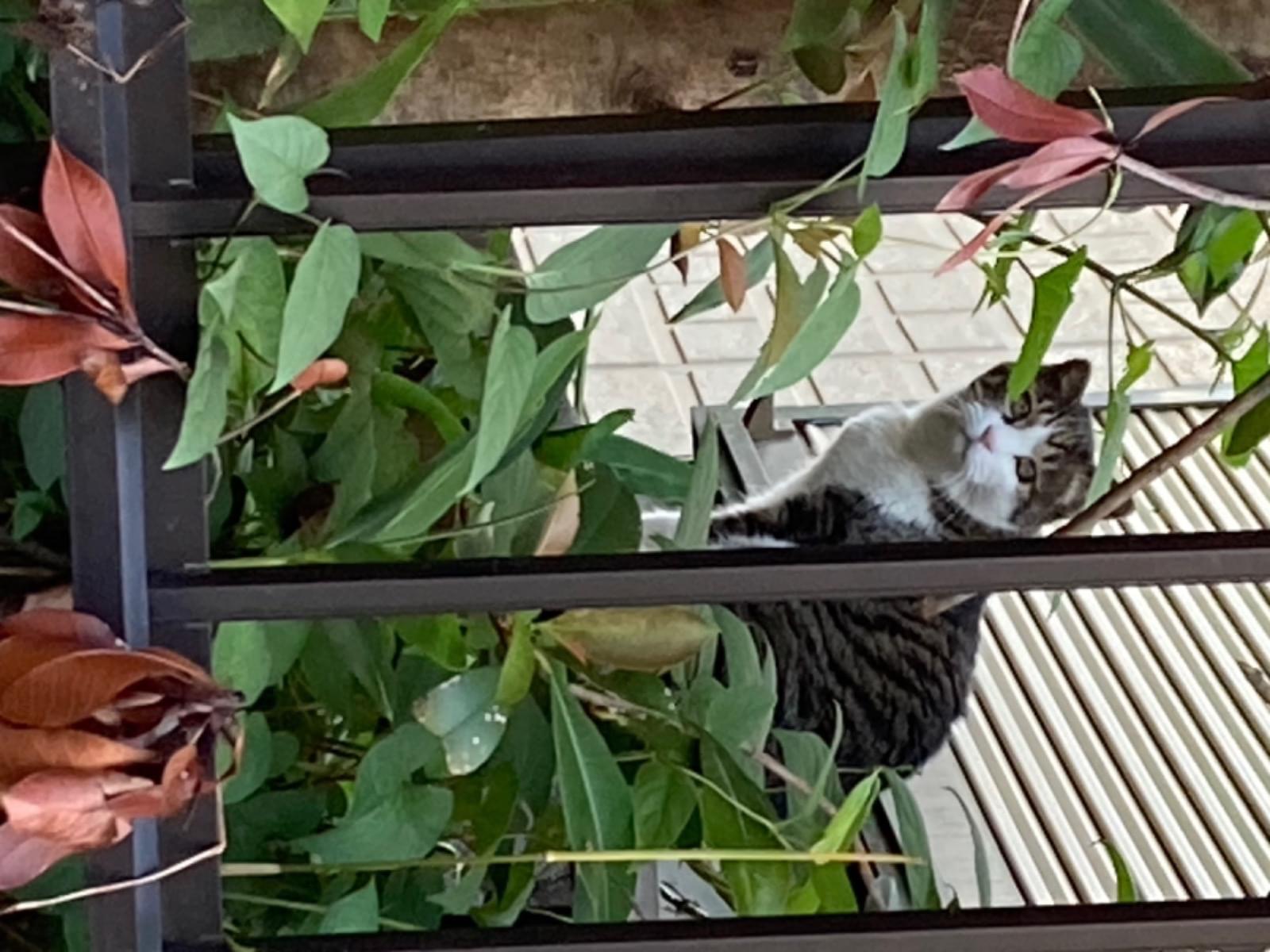 目撃された猫 目撃された猫