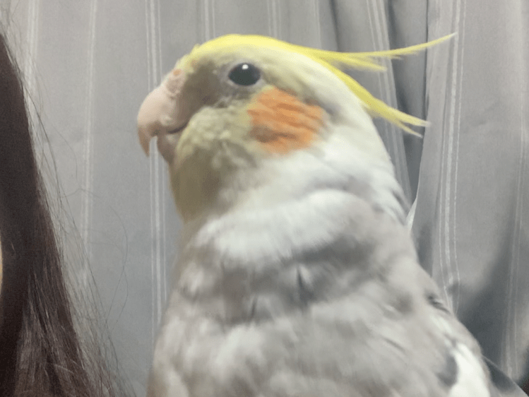 パピちゃん パピちゃん