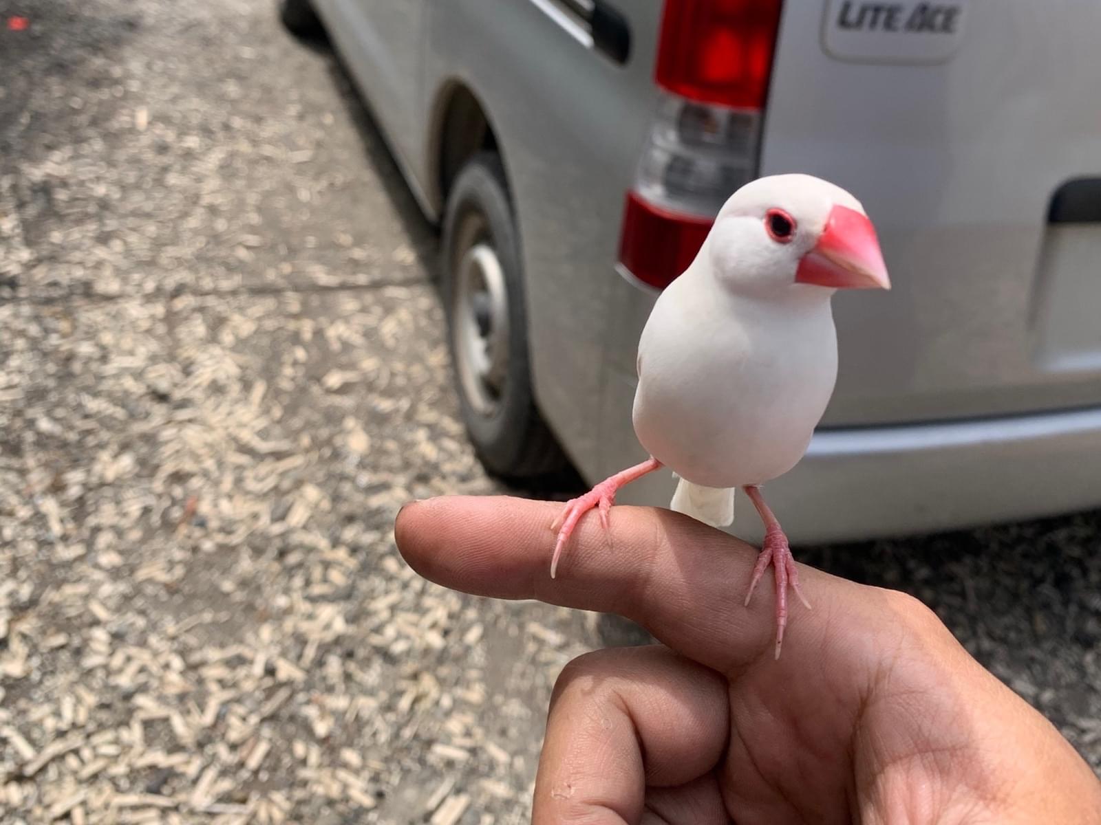 保護された鳥 保護された鳥