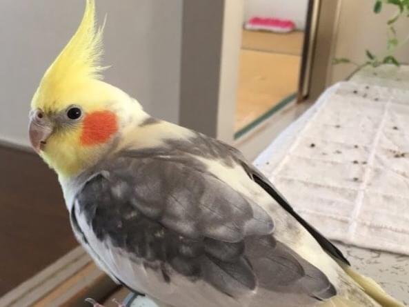 フーちゃん フーちゃん