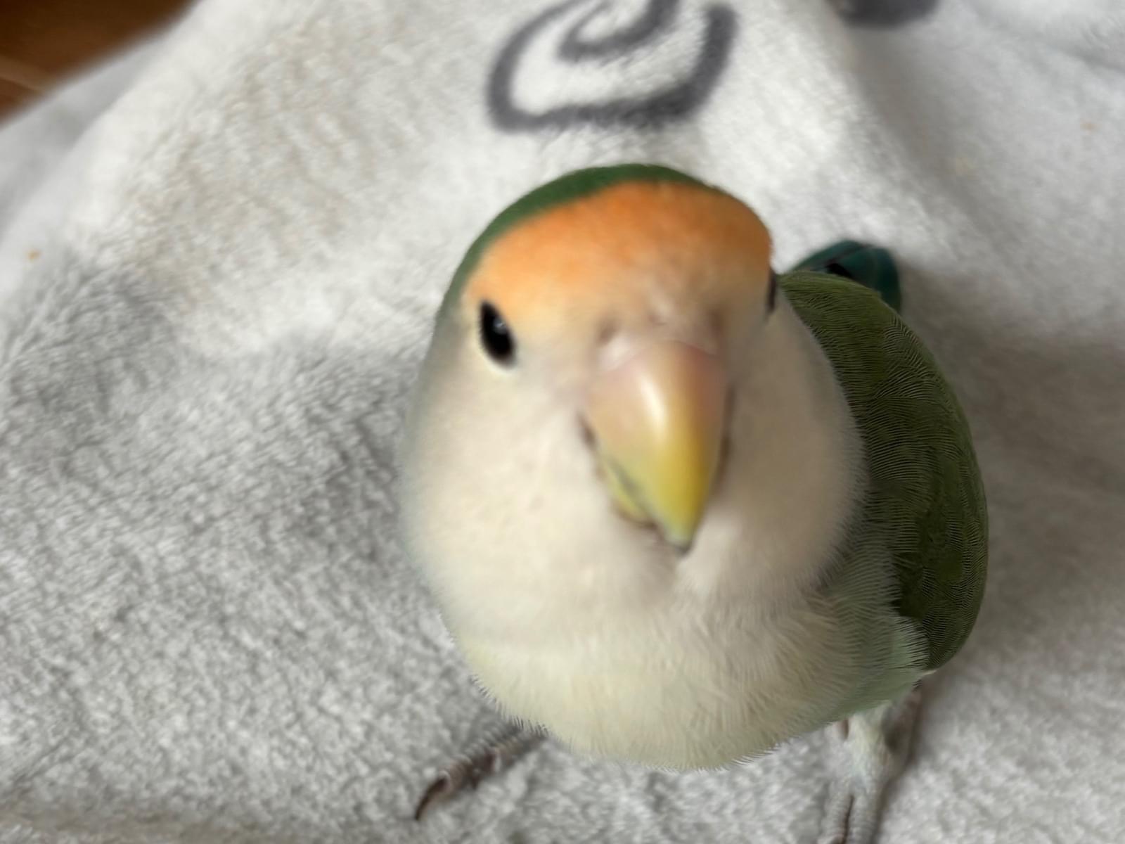 さくらちゃん さくらちゃん