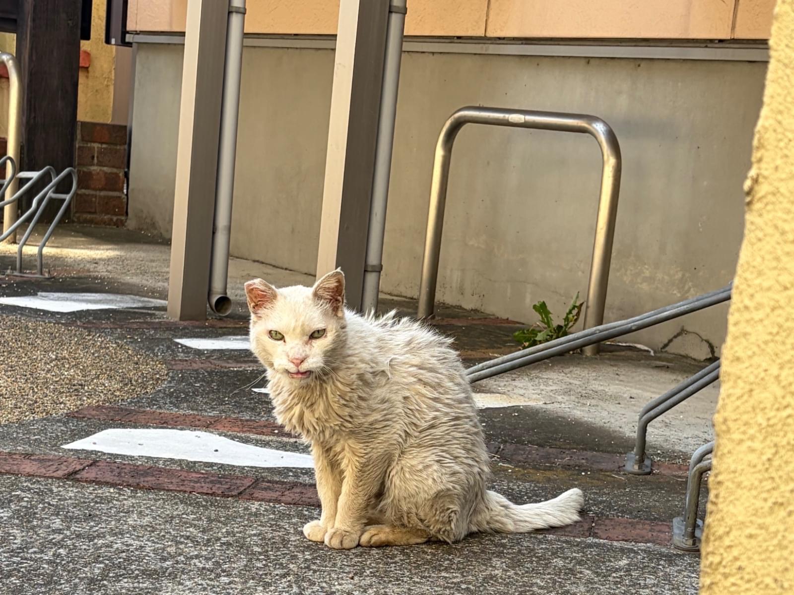 目撃された猫