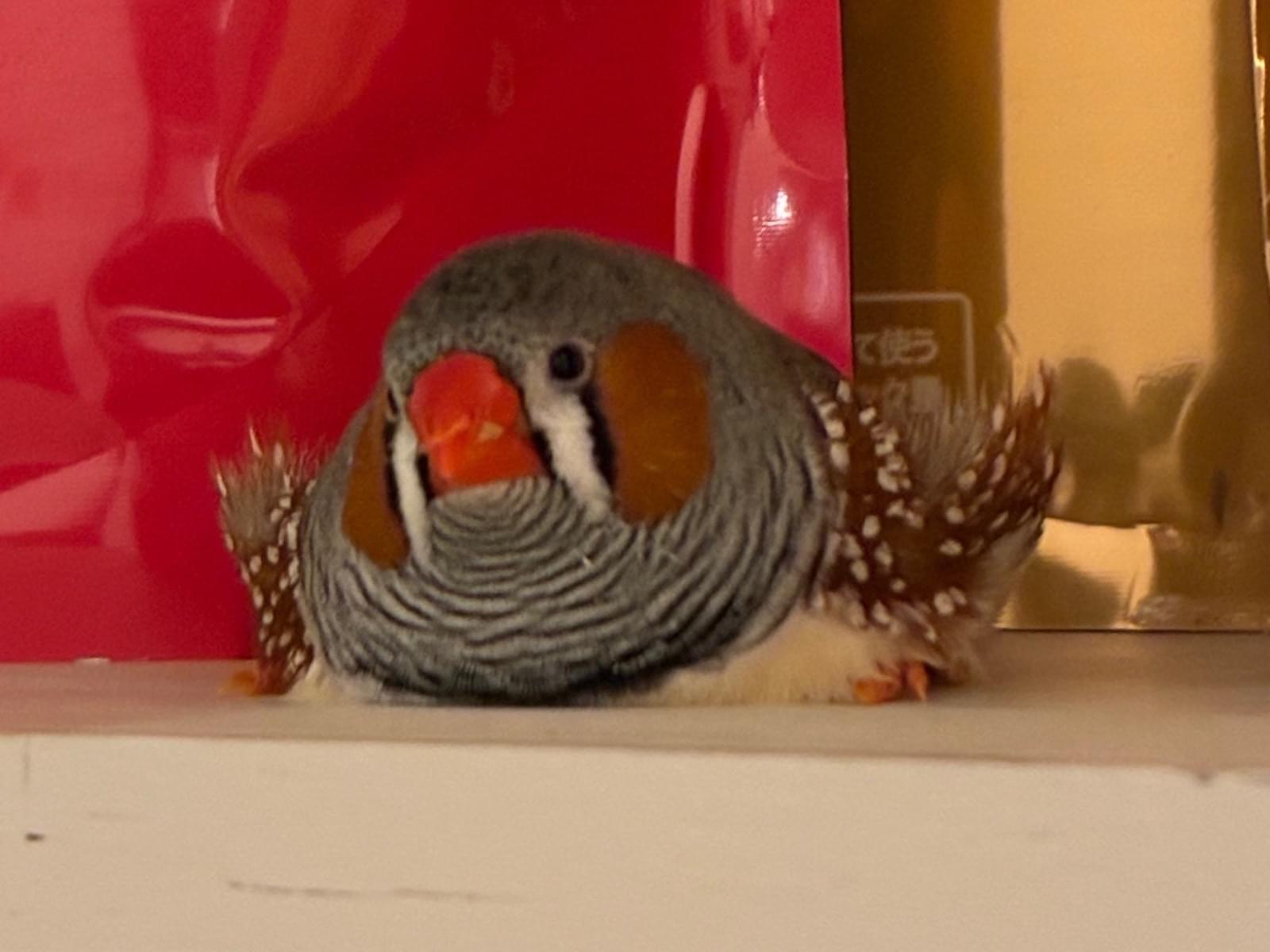 ぷーちゃん ぷーちゃん