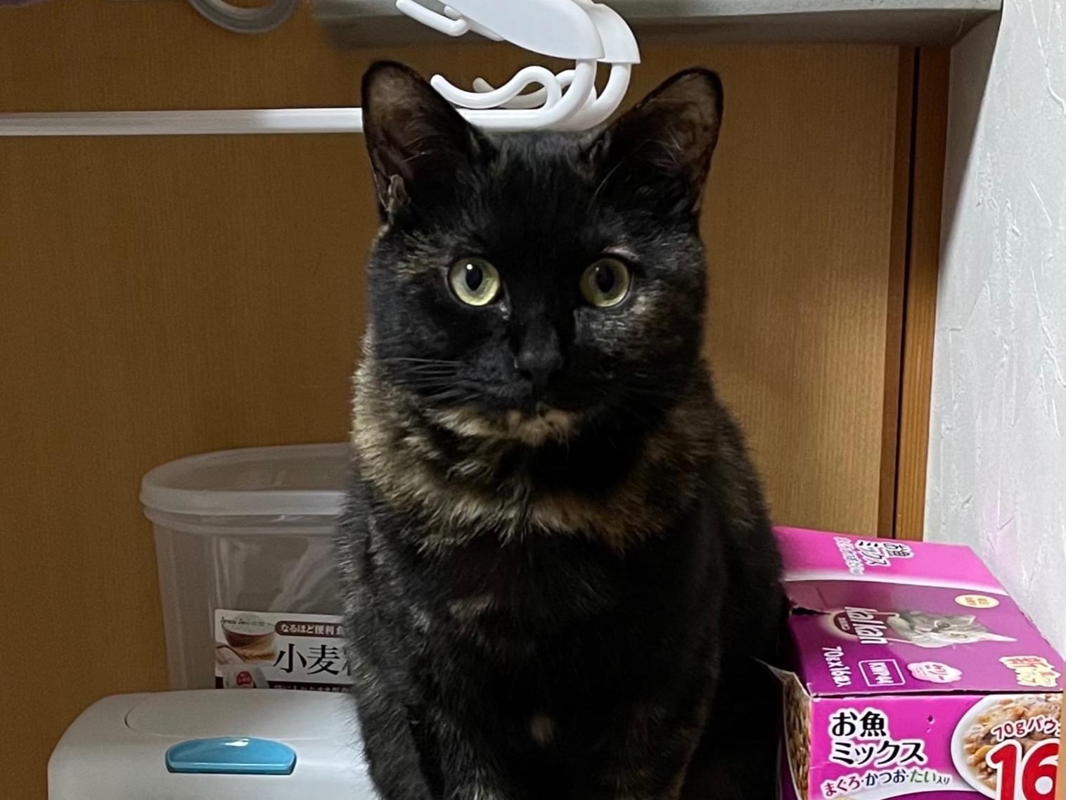 タンタンちゃん タンタンちゃん