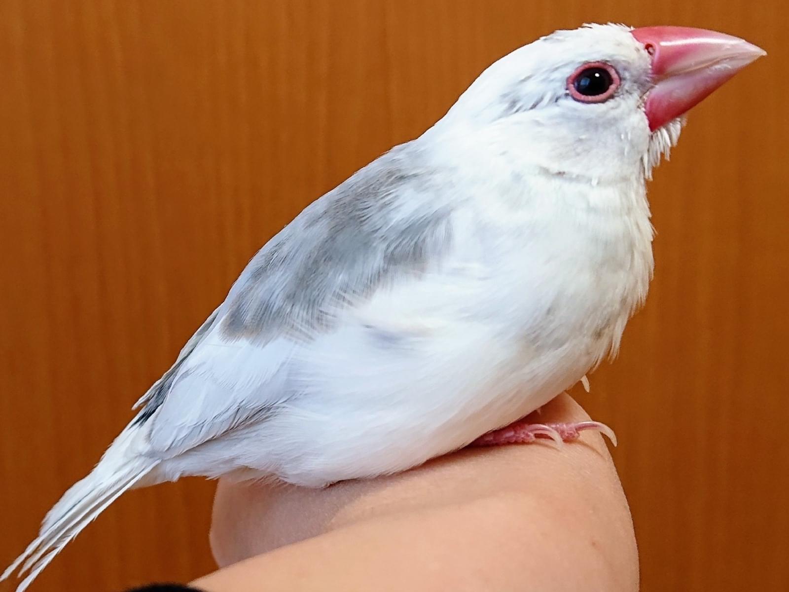 保護された鳥 保護された鳥