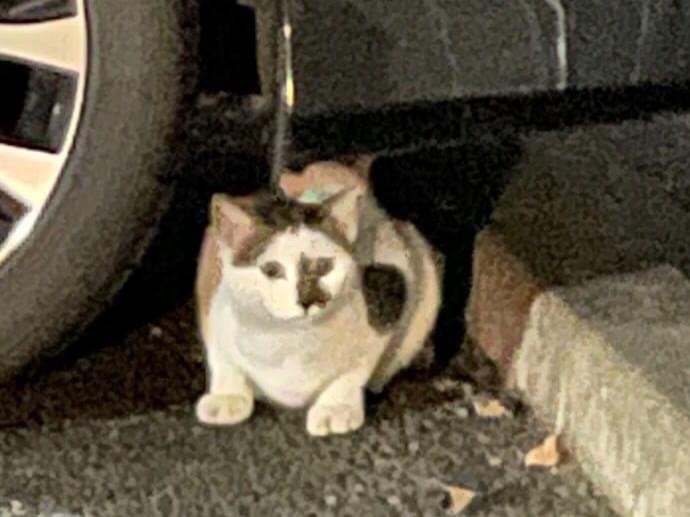 目撃された猫 目撃された猫