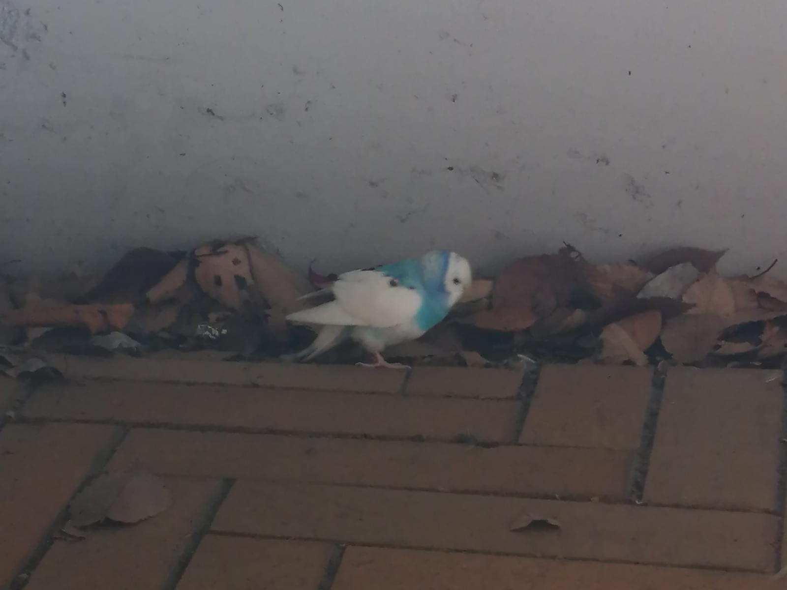 目撃された鳥 目撃された鳥