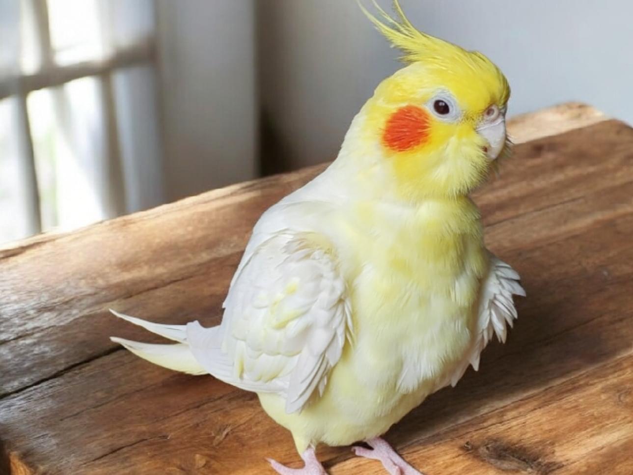 ベティちゃん ベティちゃん