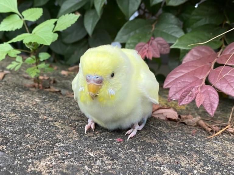 目撃された鳥 目撃された鳥
