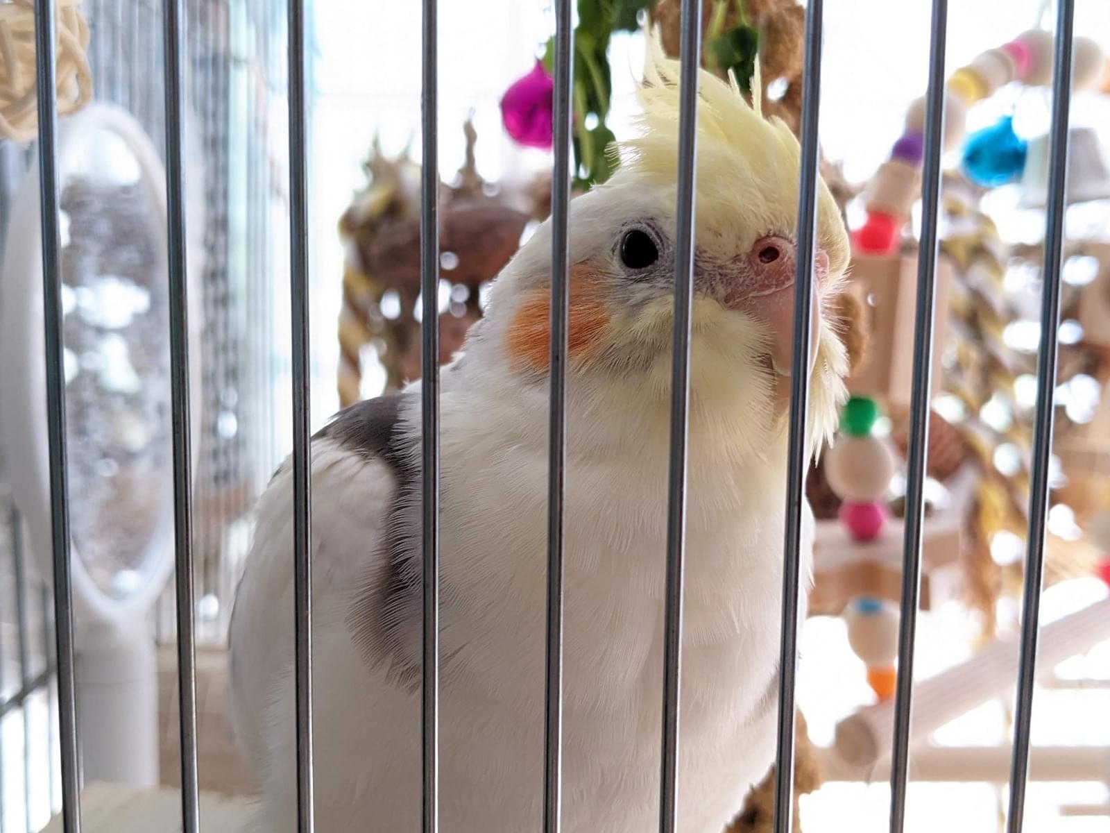 どらちゃん どらちゃん