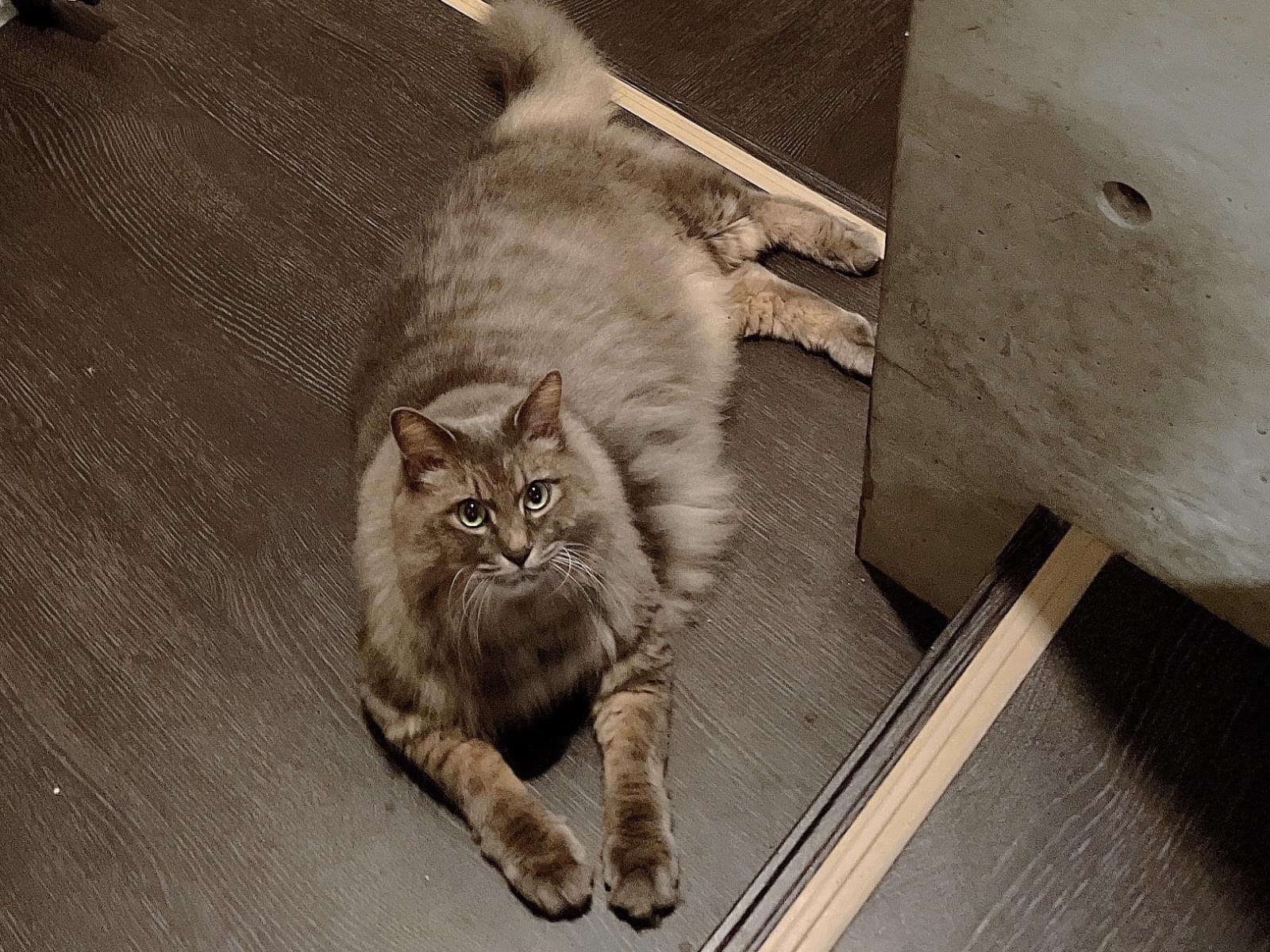 ヒュッケちゃん ヒュッケちゃん