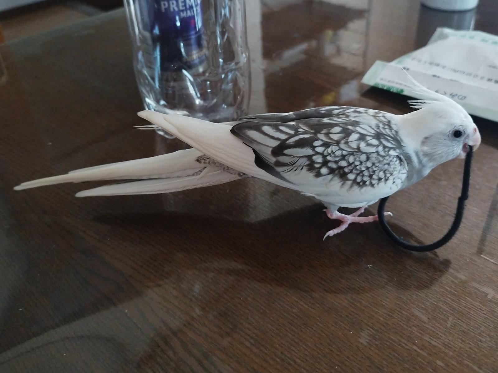 わらびちゃん わらびちゃん