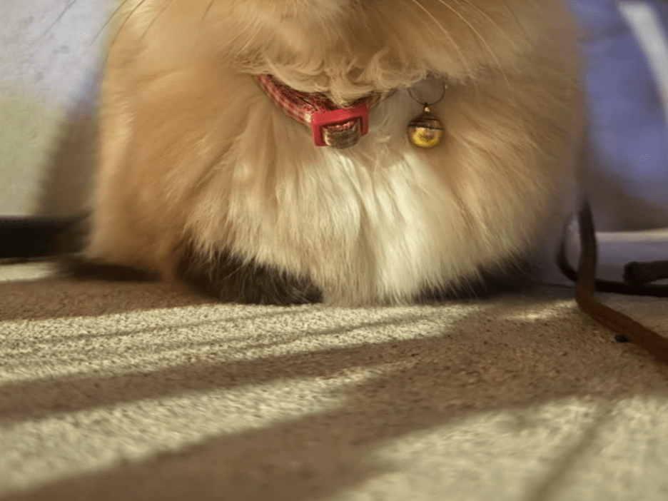 保護された猫