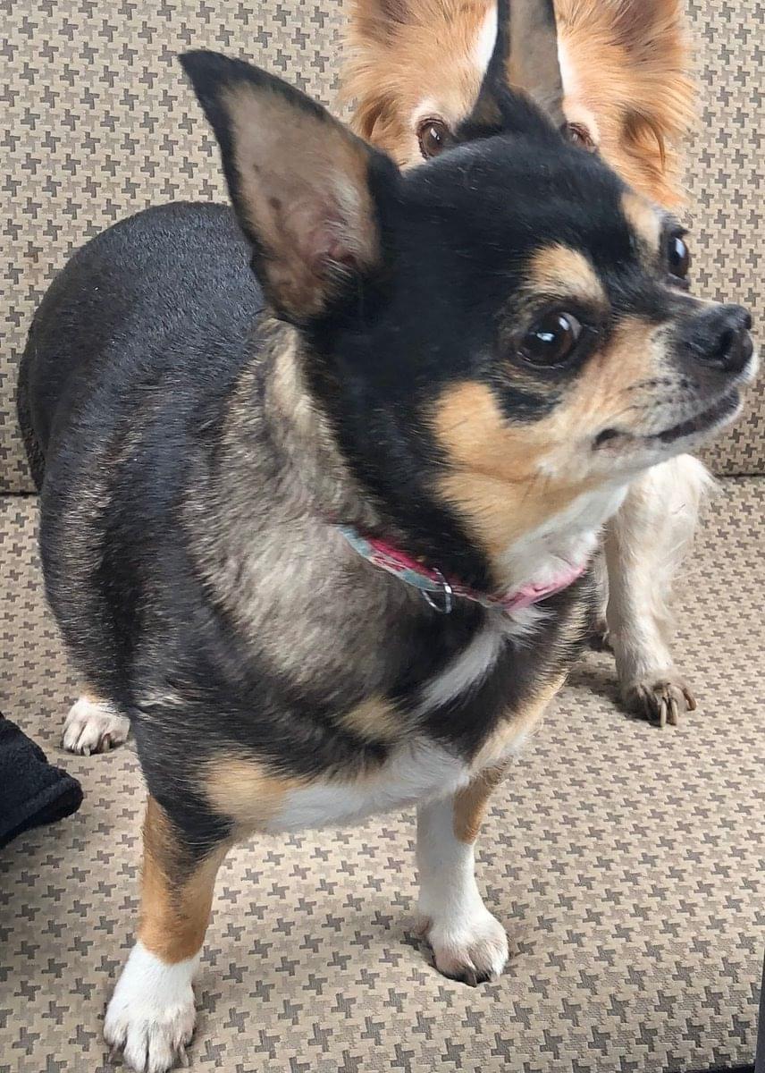 黒チワワが迷子になりました