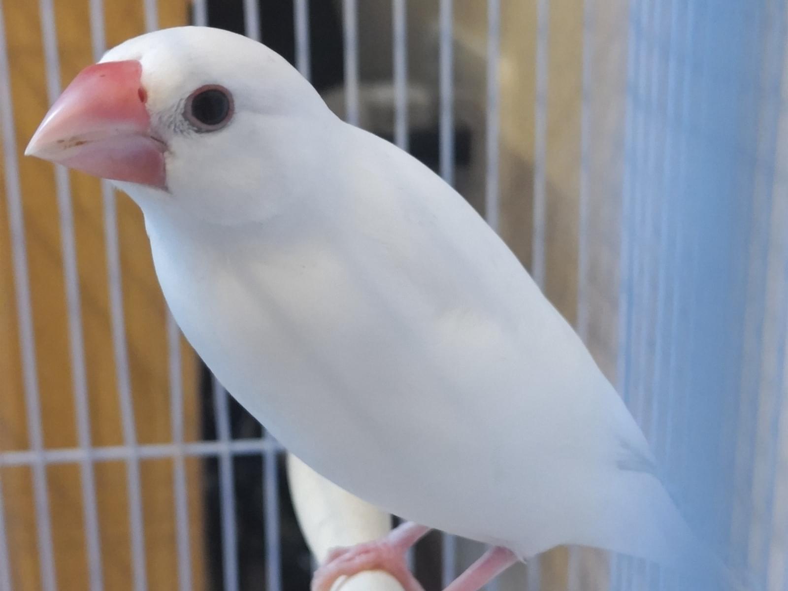 保護された鳥 保護された鳥