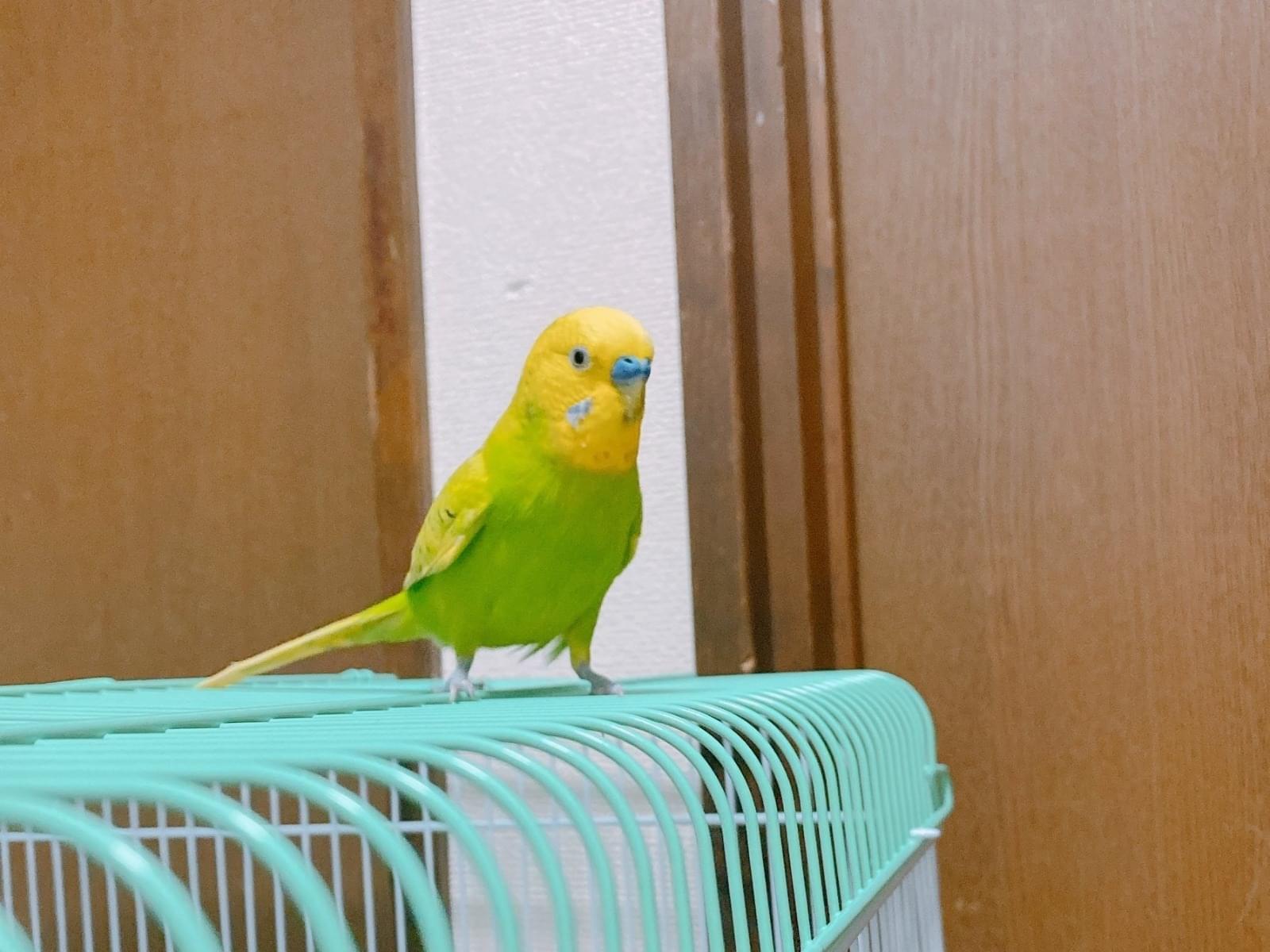 サリーちゃん サリーちゃん
