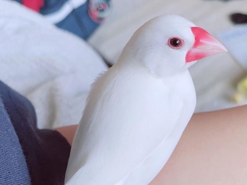 きなこちゃん きなこちゃん