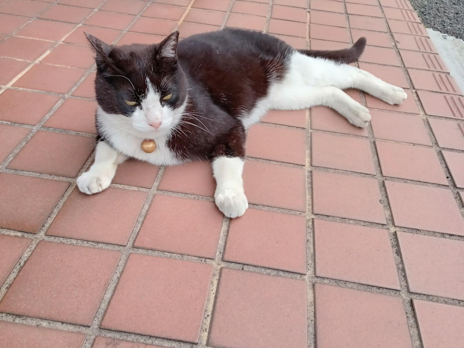目撃された猫 目撃された猫