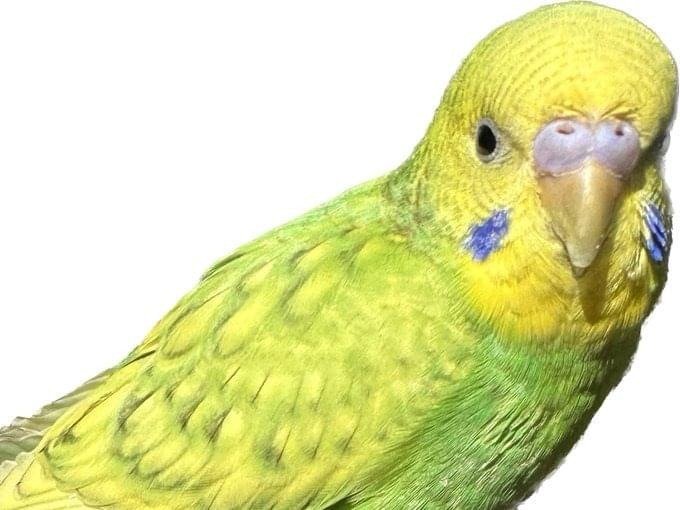 保護された鳥 保護された鳥