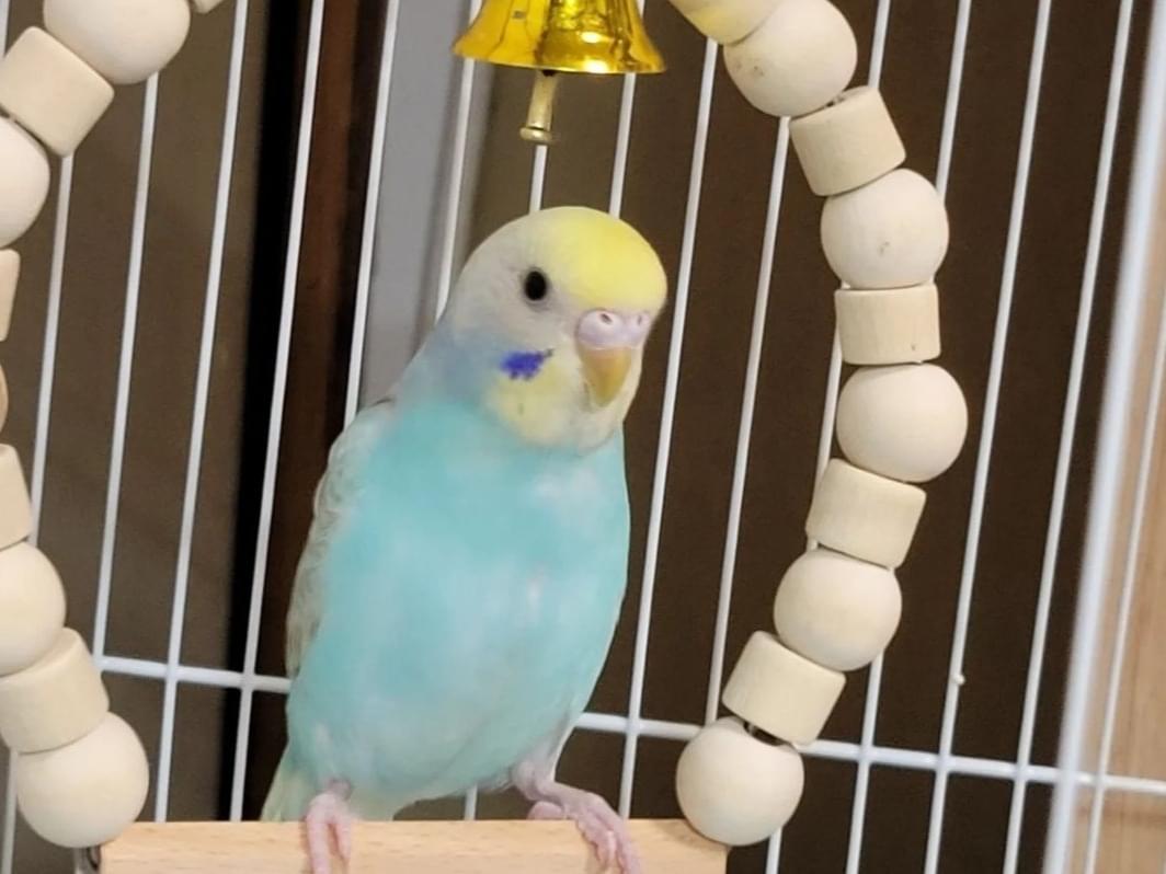 ちゃーちゃん ちゃーちゃん