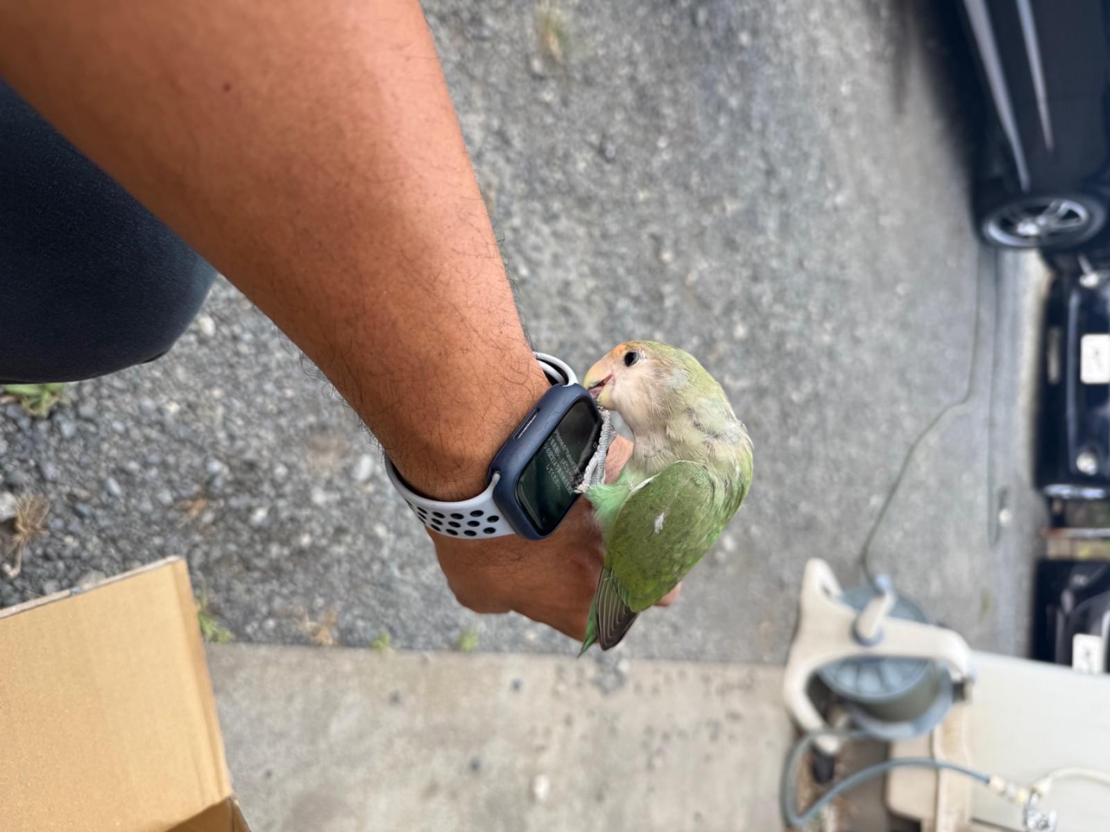 保護された鳥 保護された鳥