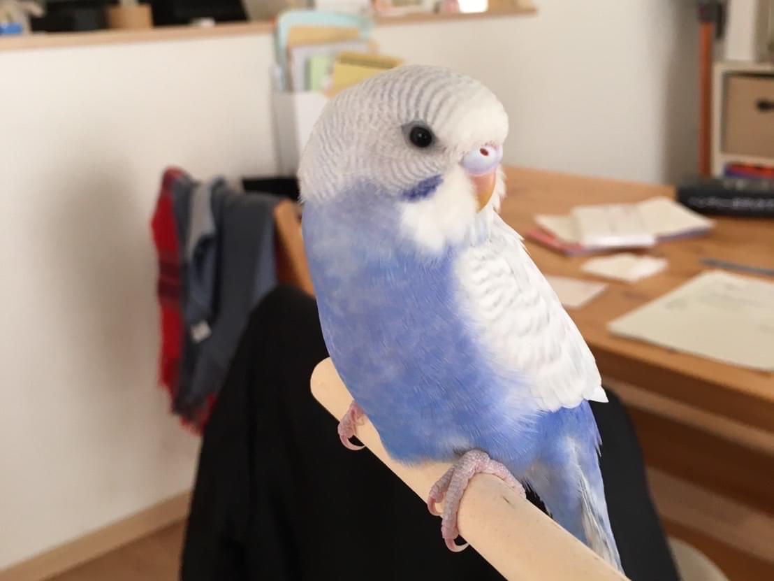らいちゃん らいちゃん