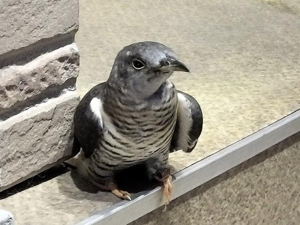 目撃された鳥 目撃された鳥